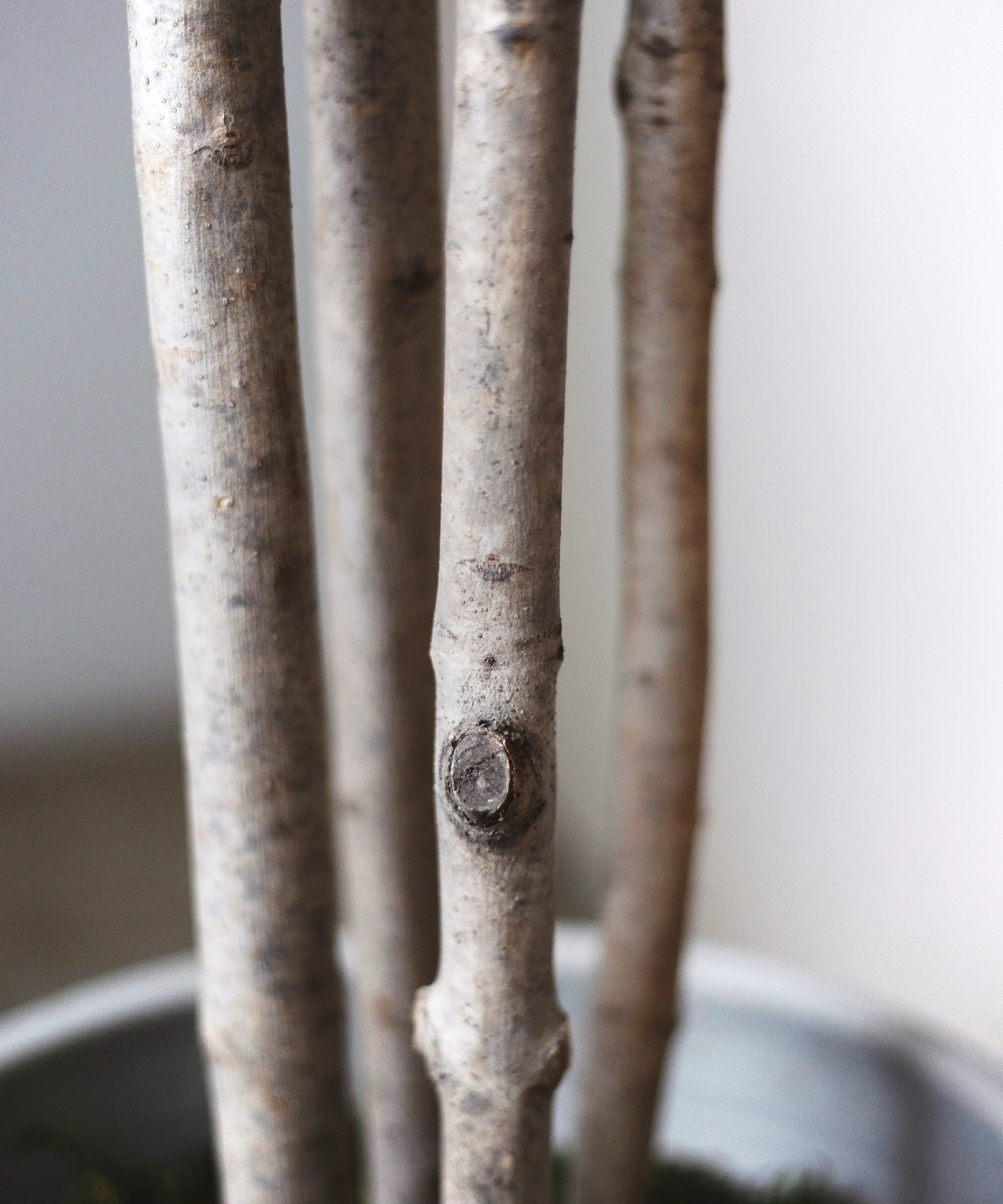Almendro Artificial - Image 8