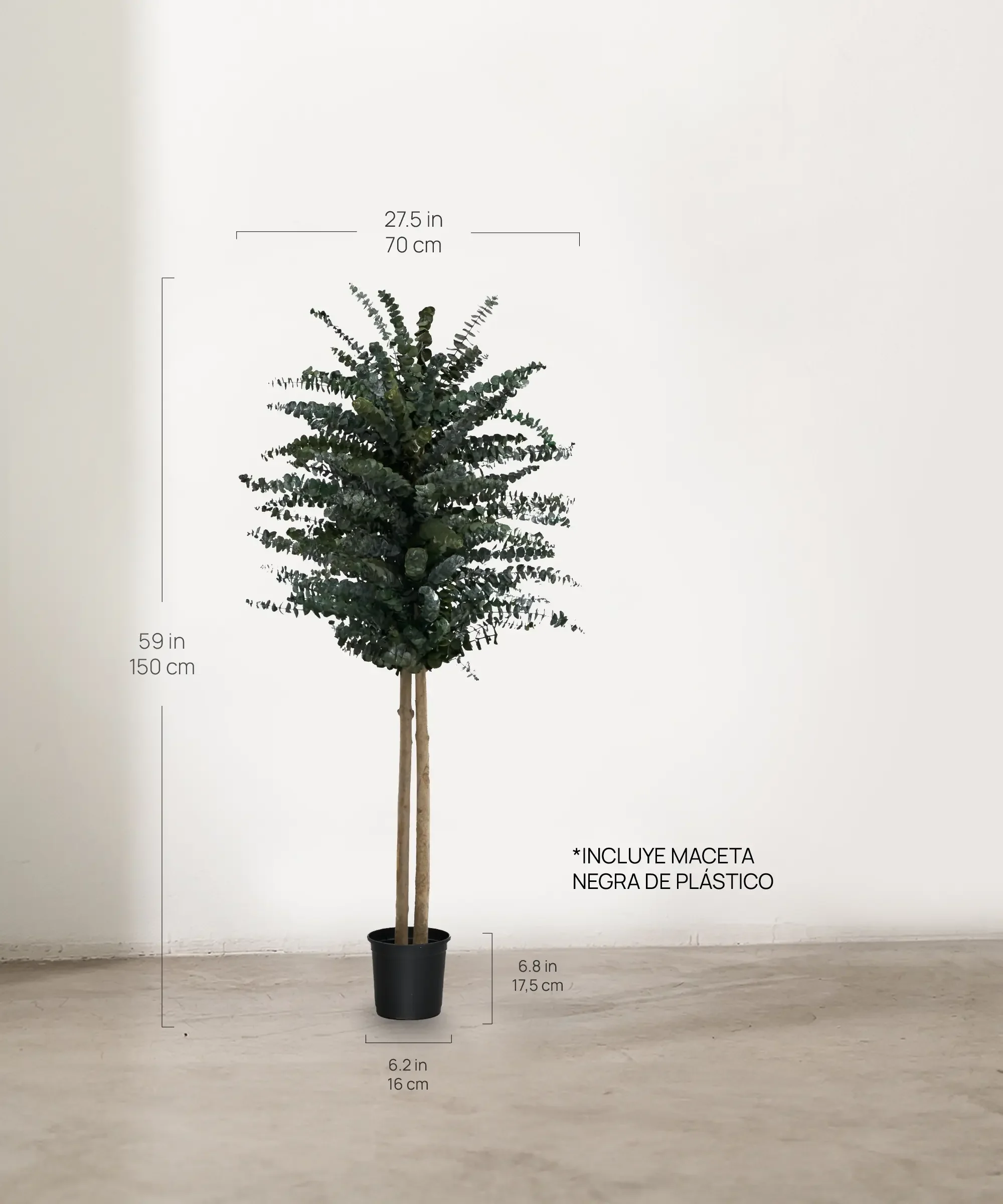 Árbol Eucalipto Preservado Baby - Image 10