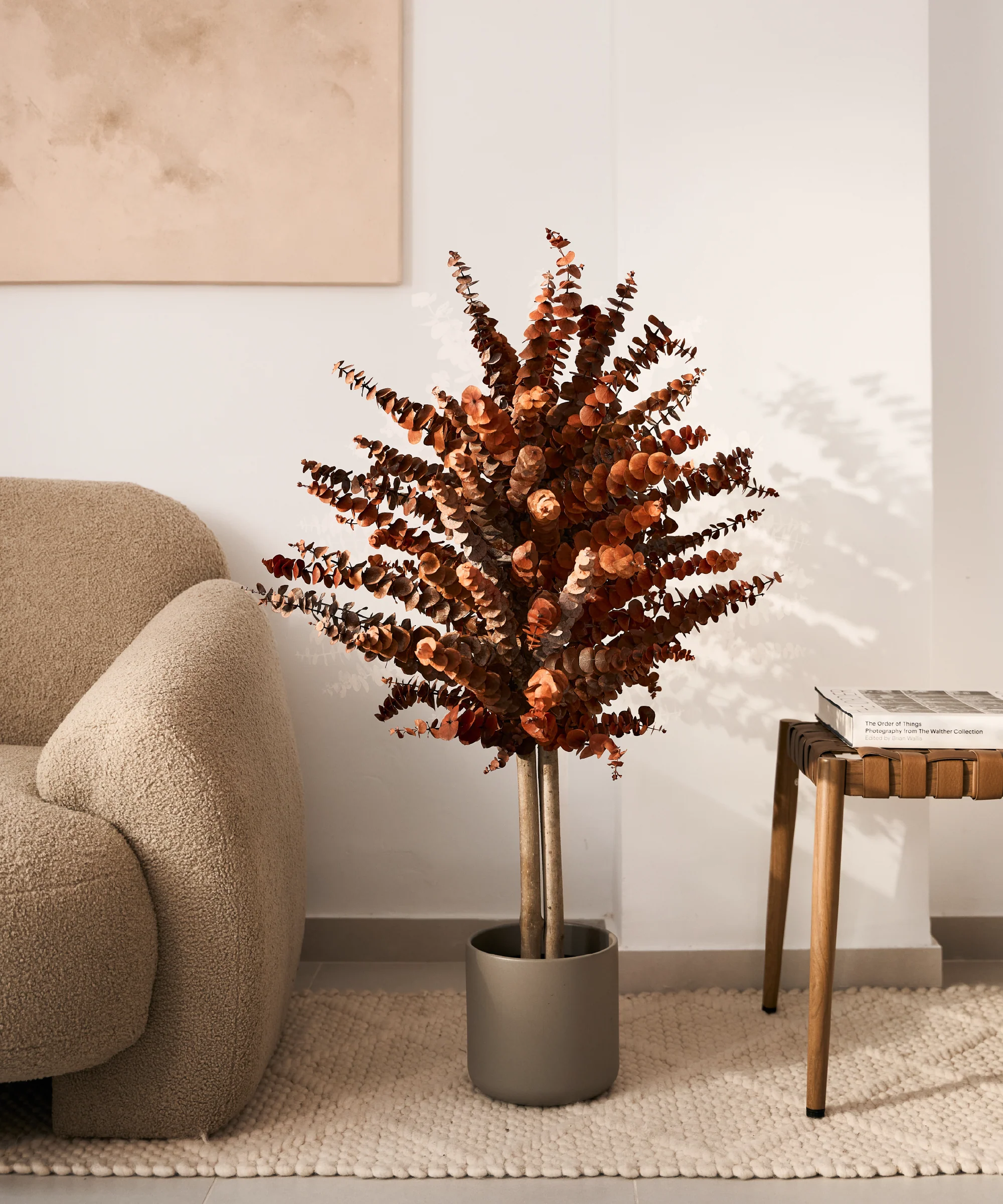 Árbol Eucalipto Preservado Baby - Image 12