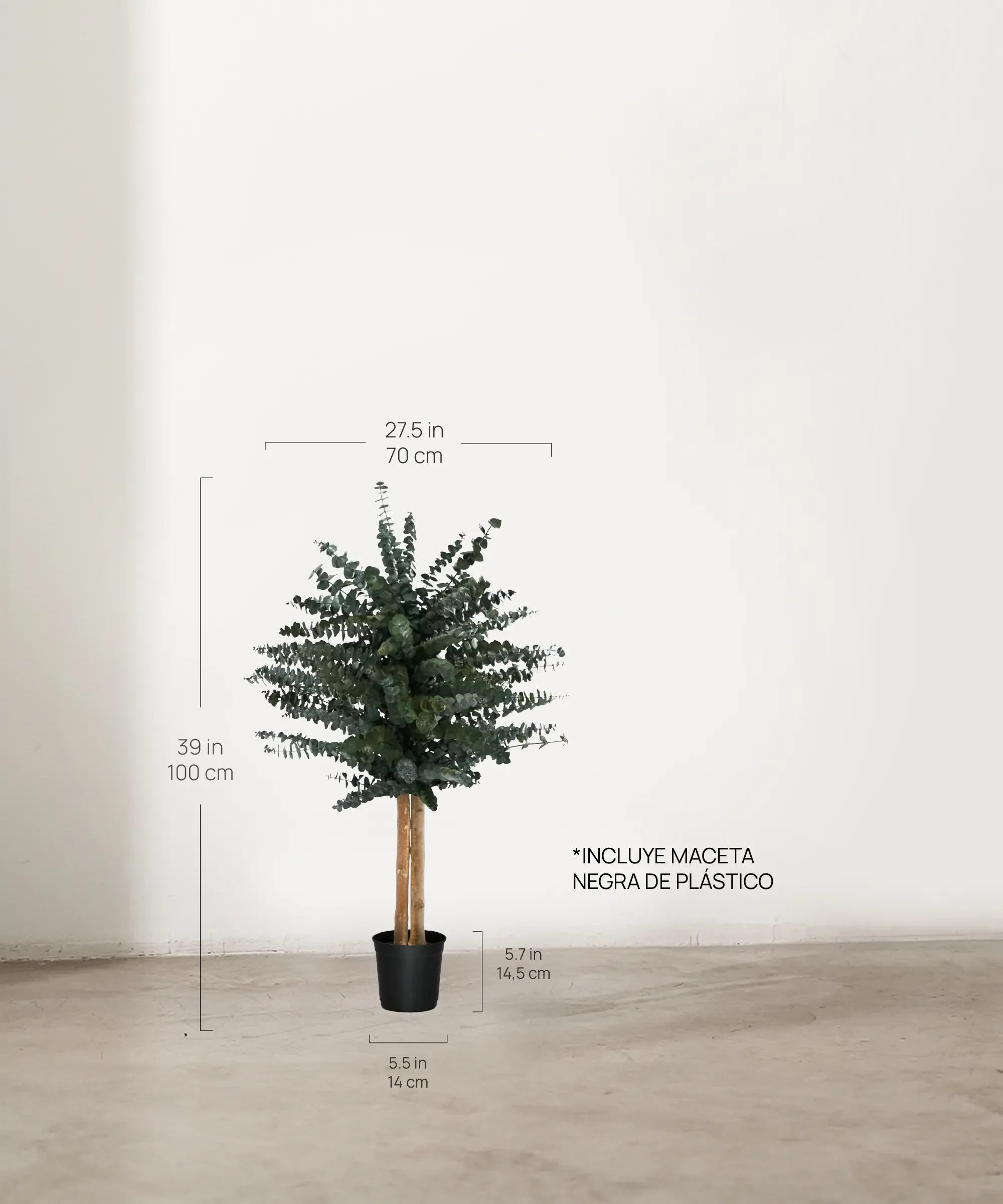 Árbol Eucalipto Preservado Baby - Image 15