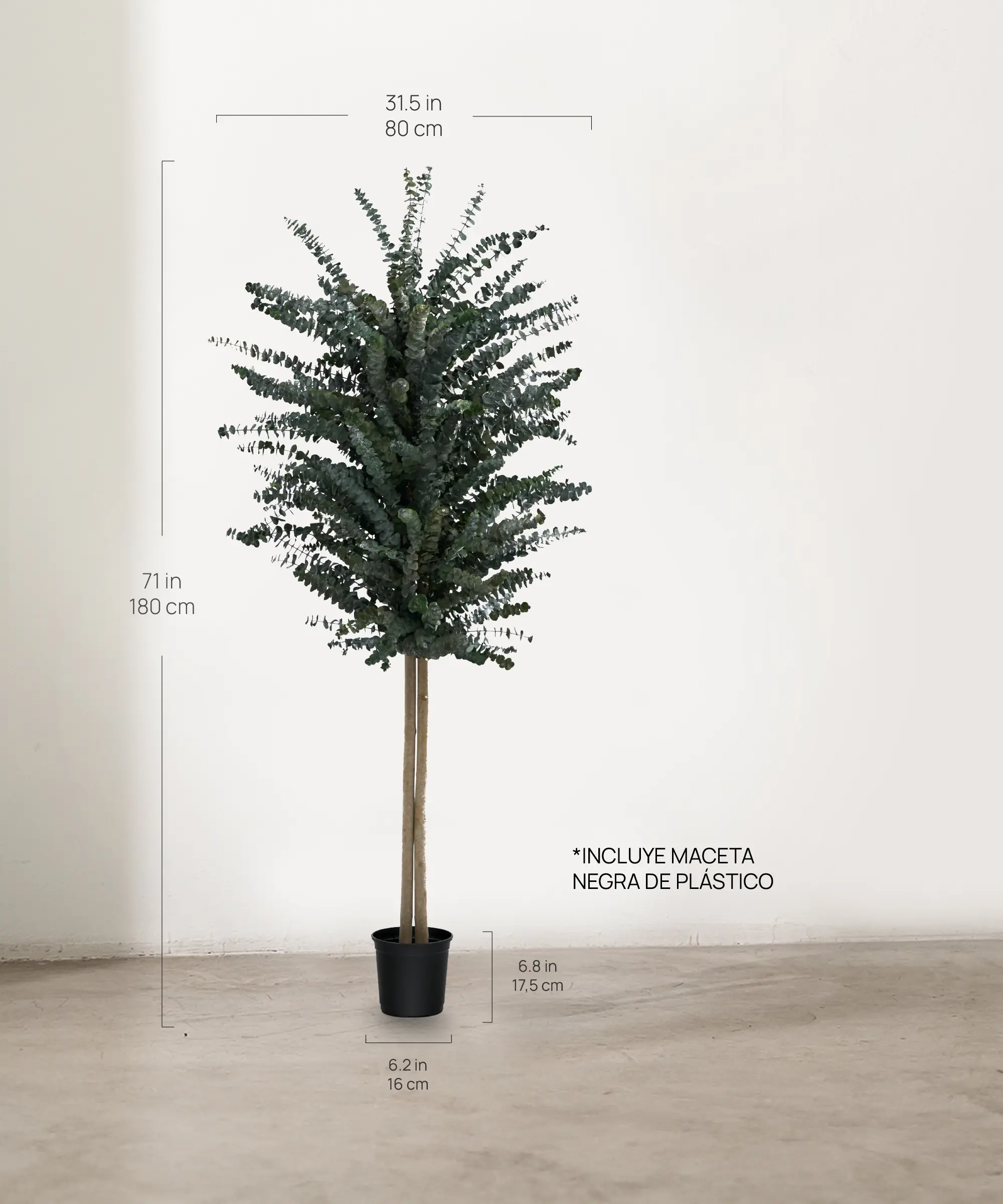 Árbol Eucalipto Preservado Baby - Image 5