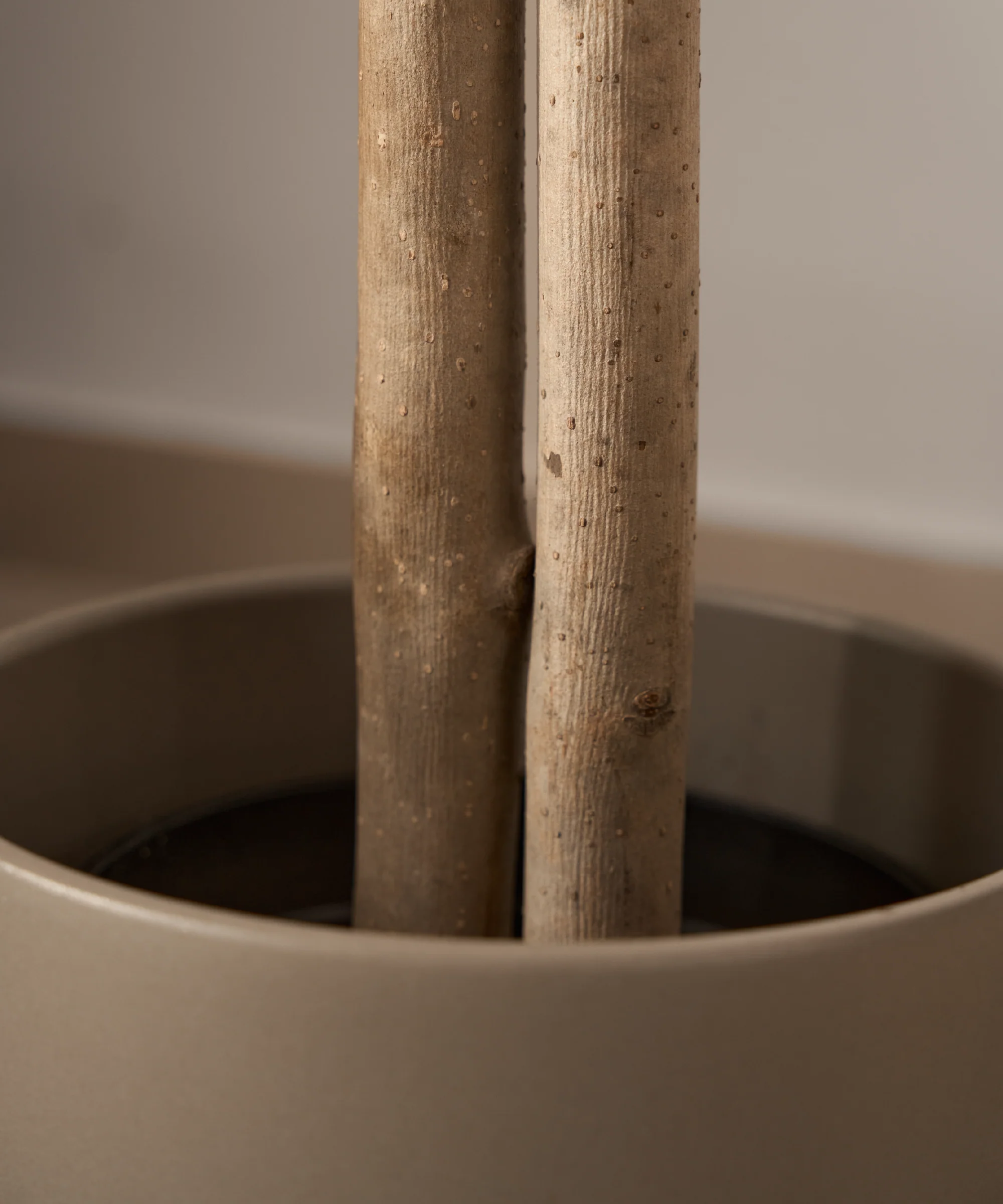 Árbol Eucalipto Preservado Essential - Image 16