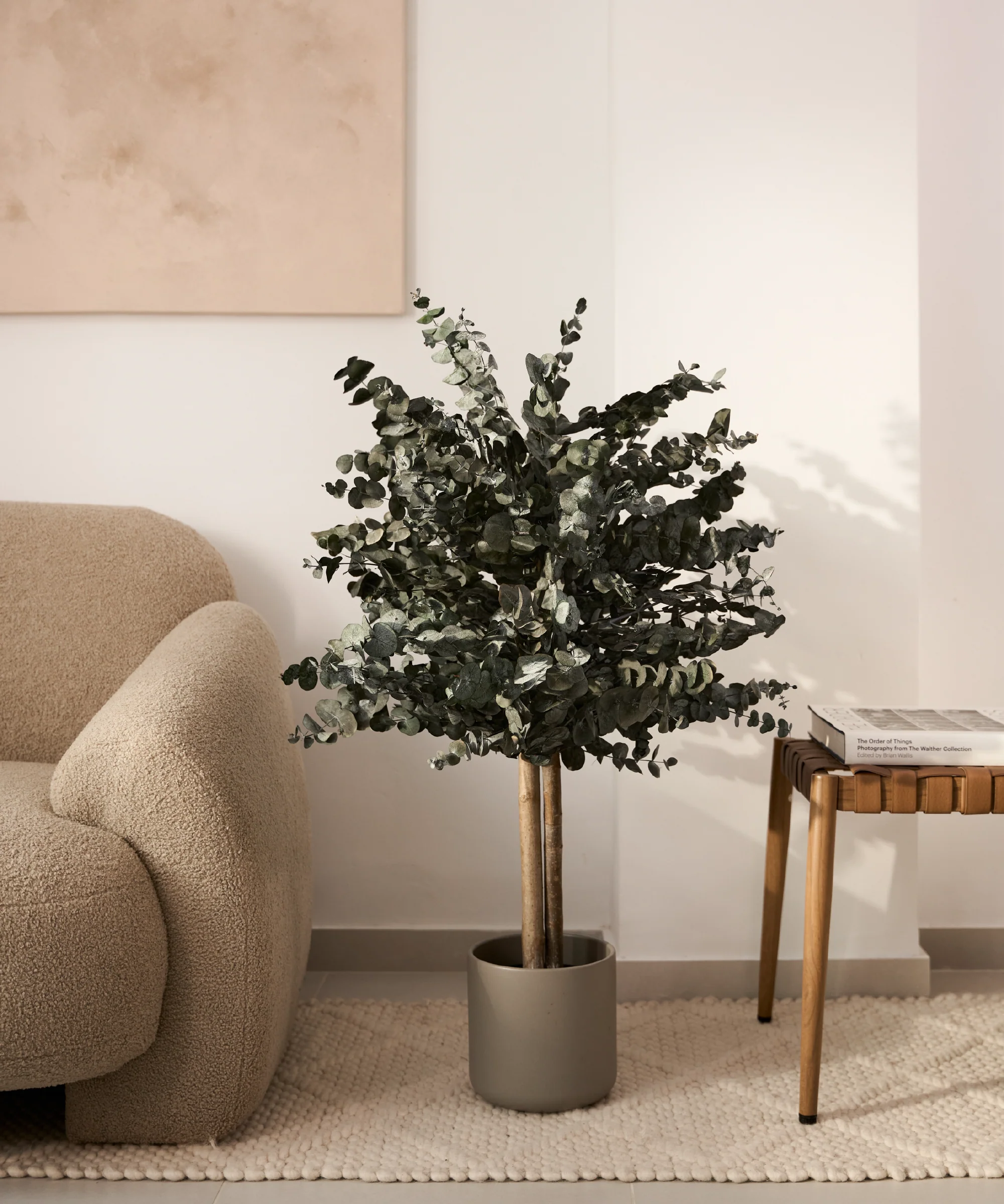 Árbol Eucalipto Preservado Essential - Image 9