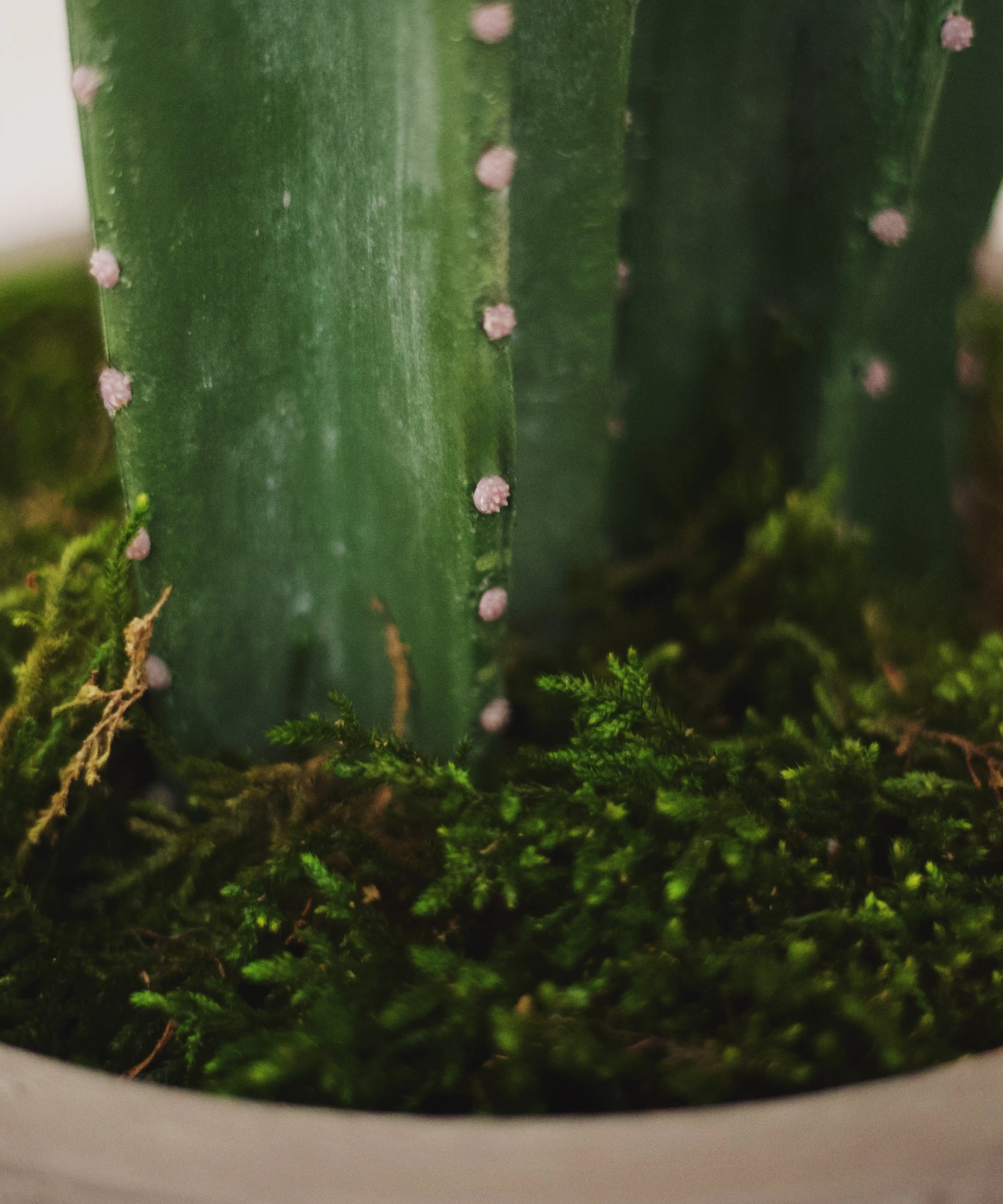 Cactus artificial - Image 8