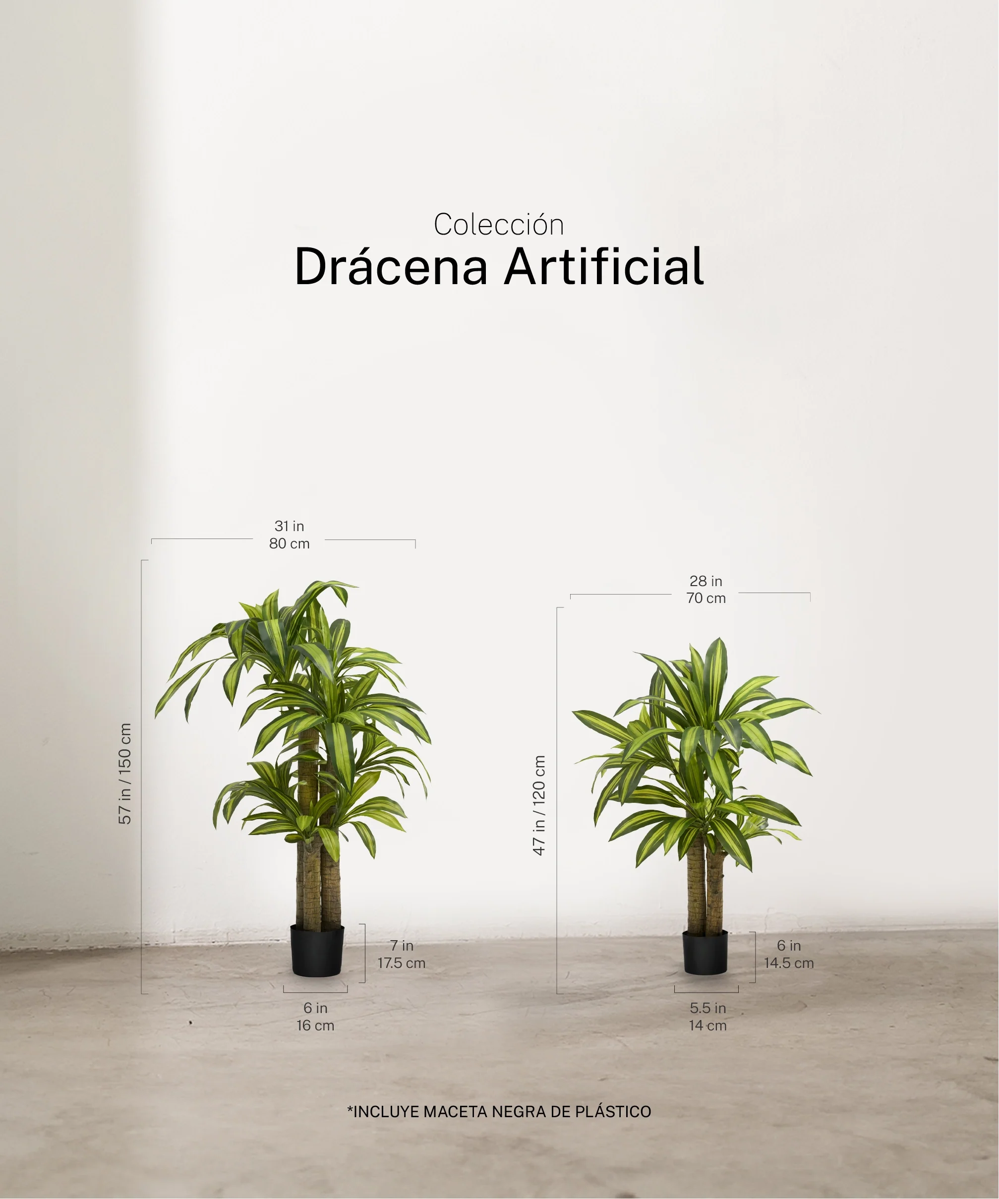 Drácena Artificial - Image 3