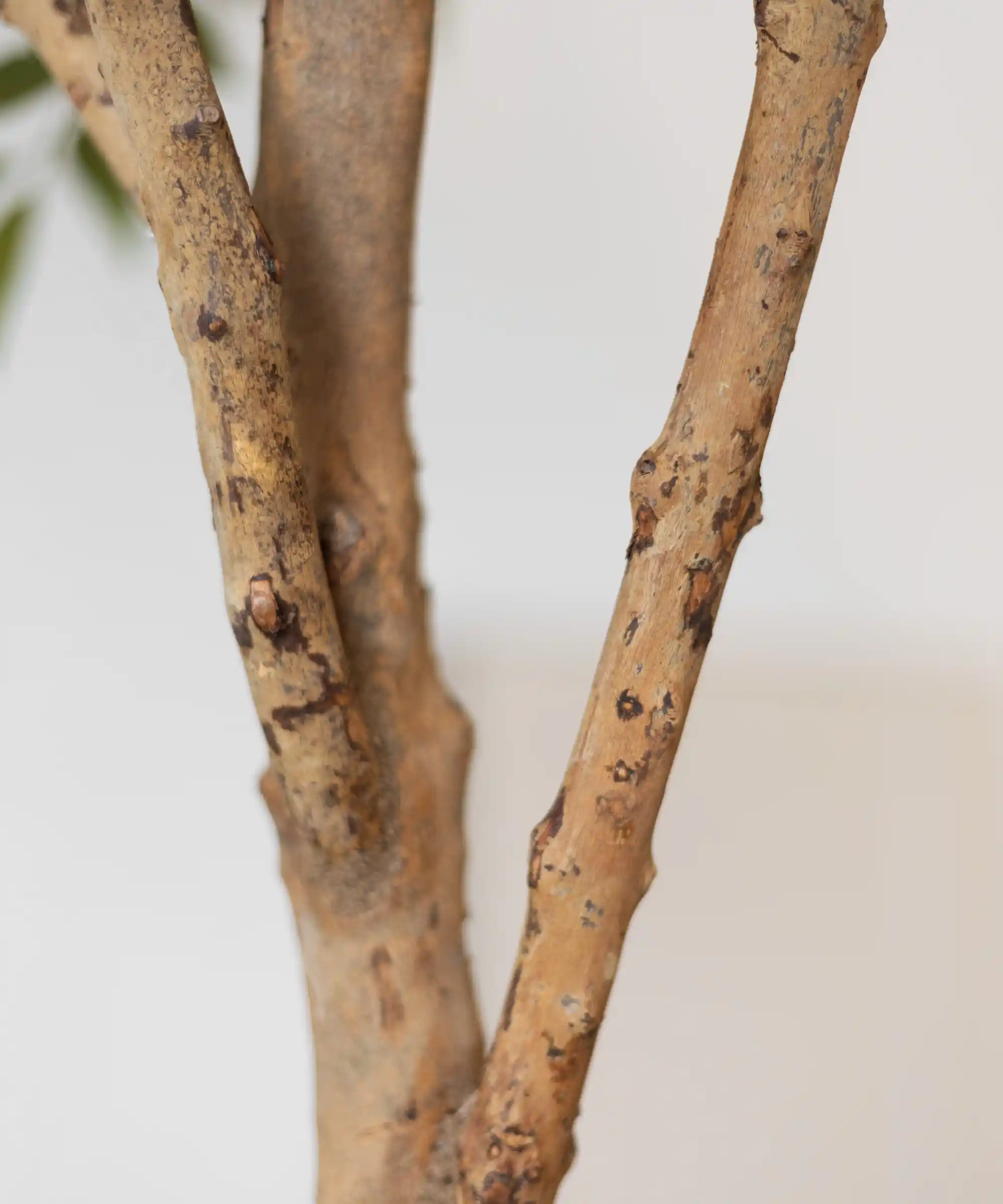 Ficus Artificial Urban 220 cm - Image 3