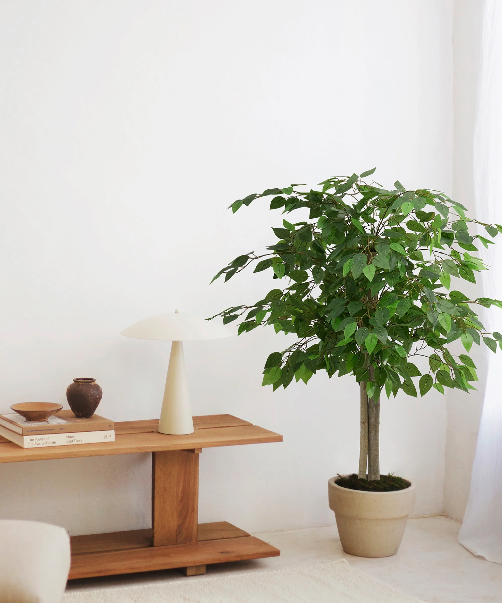 Ficus Artificial - Image 5