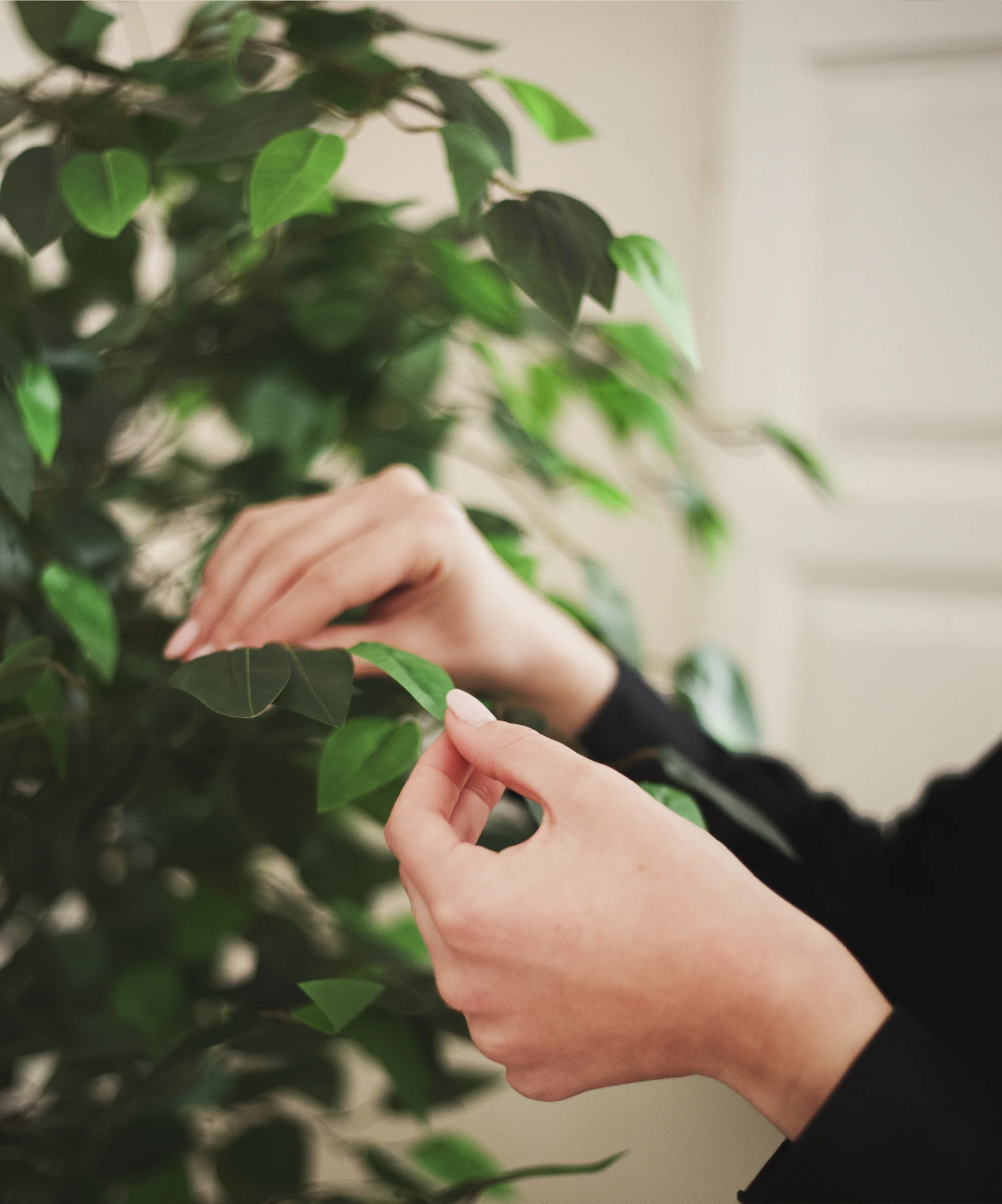 Ficus Artificial - Image 7