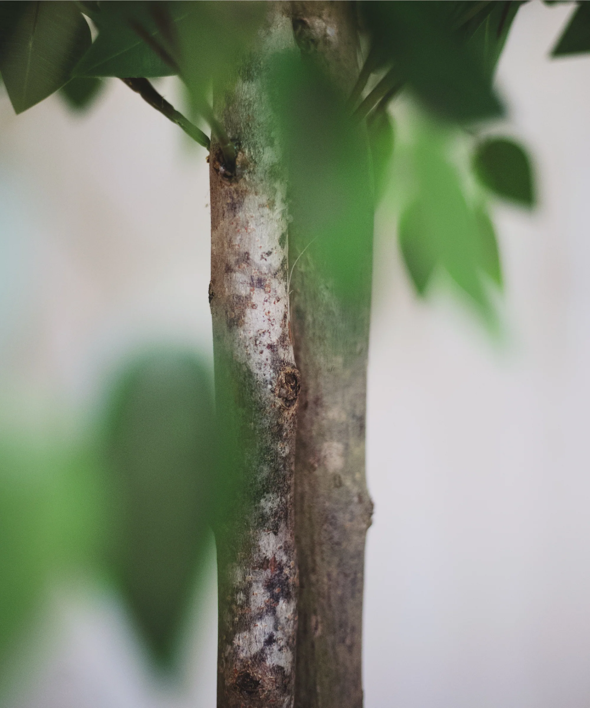 Ficus Artificial - Image 8
