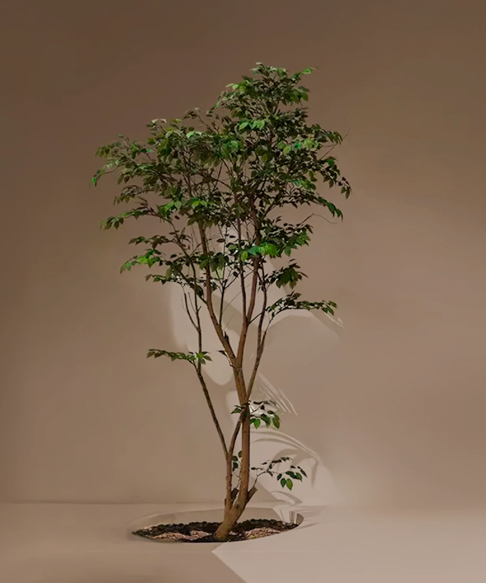 Ficus artificial Studio 1,90 m