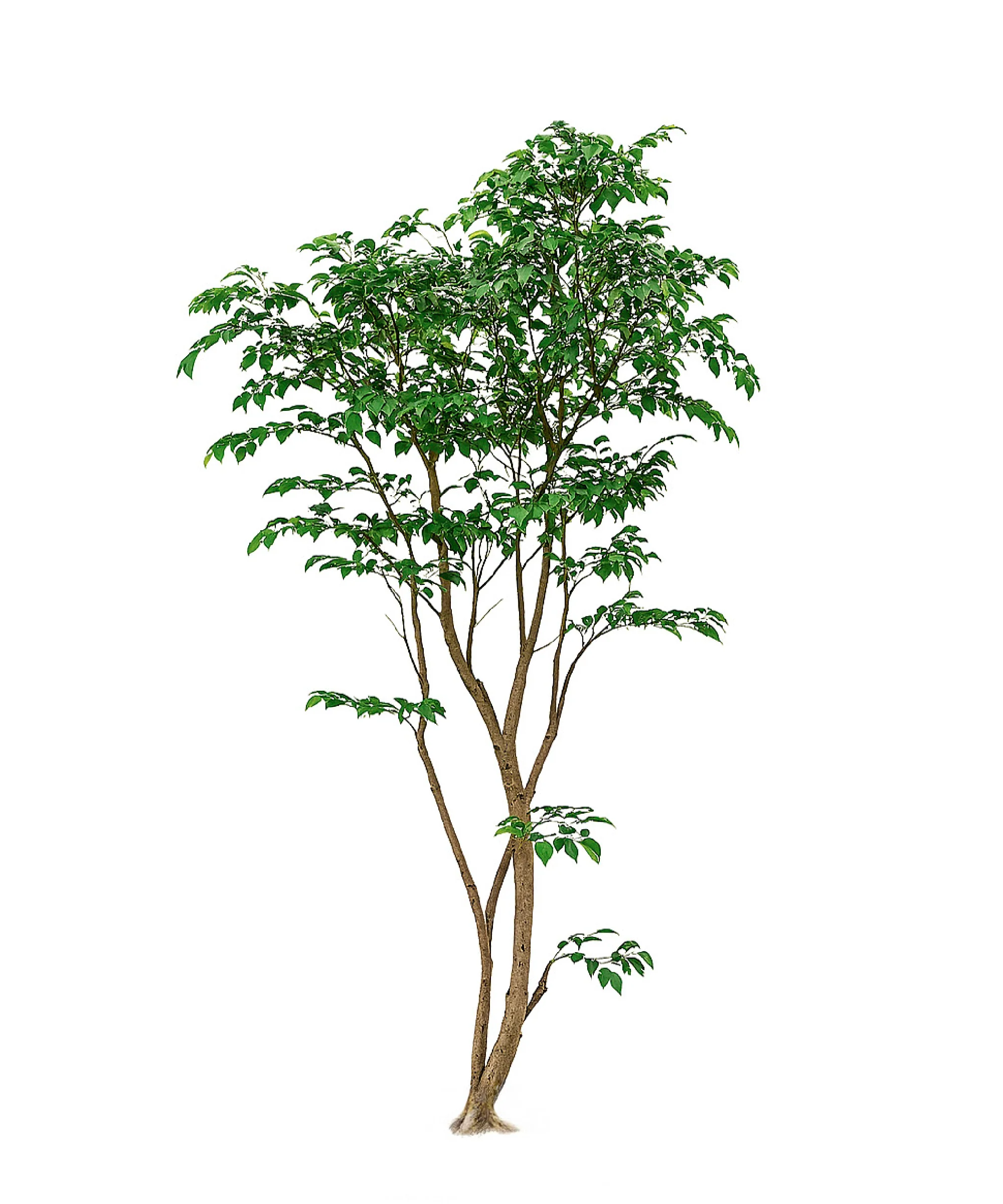 Ficus artificial Studio 1,90 m - Image 2