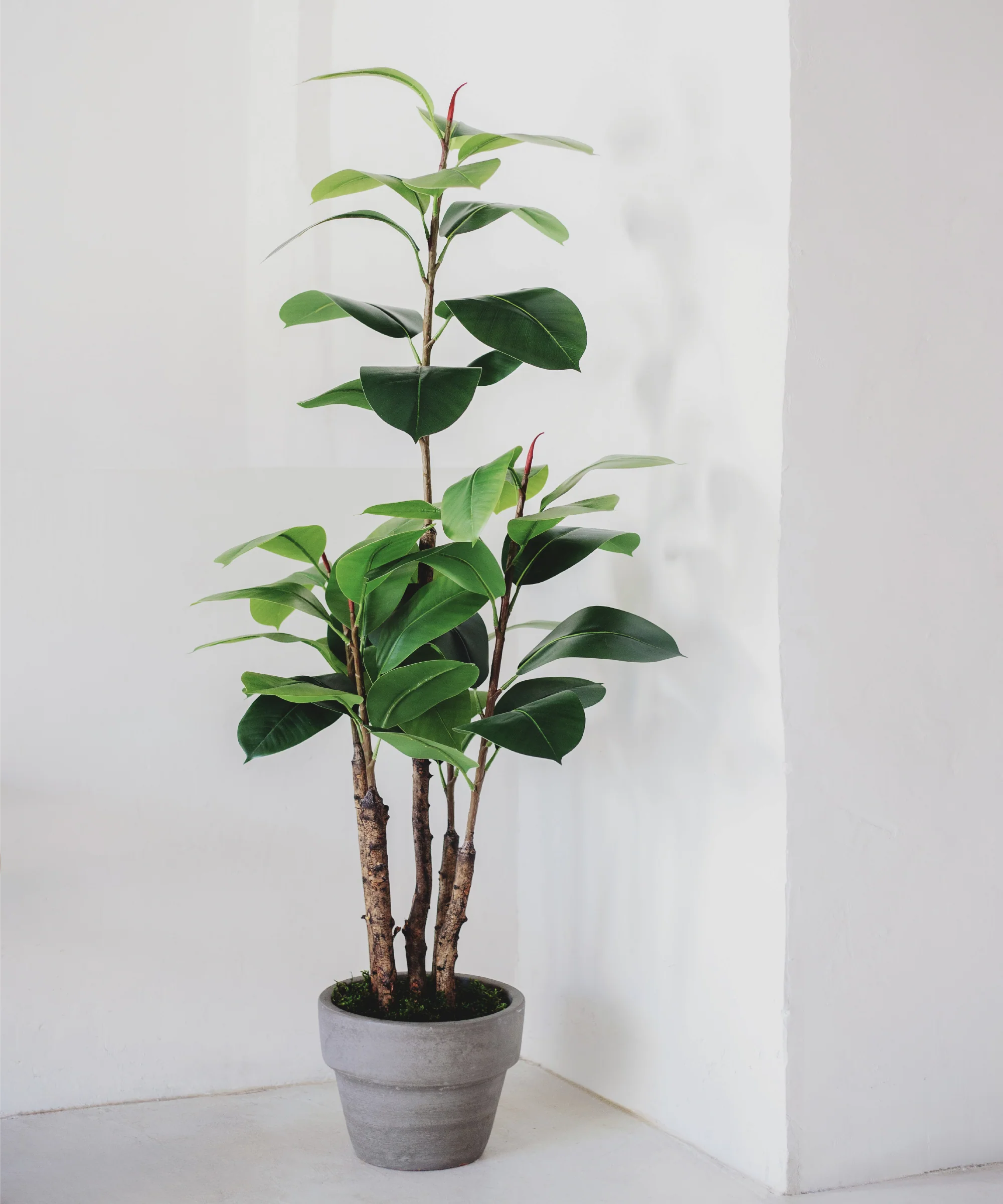 Ficus Elástica artificial - Image 3