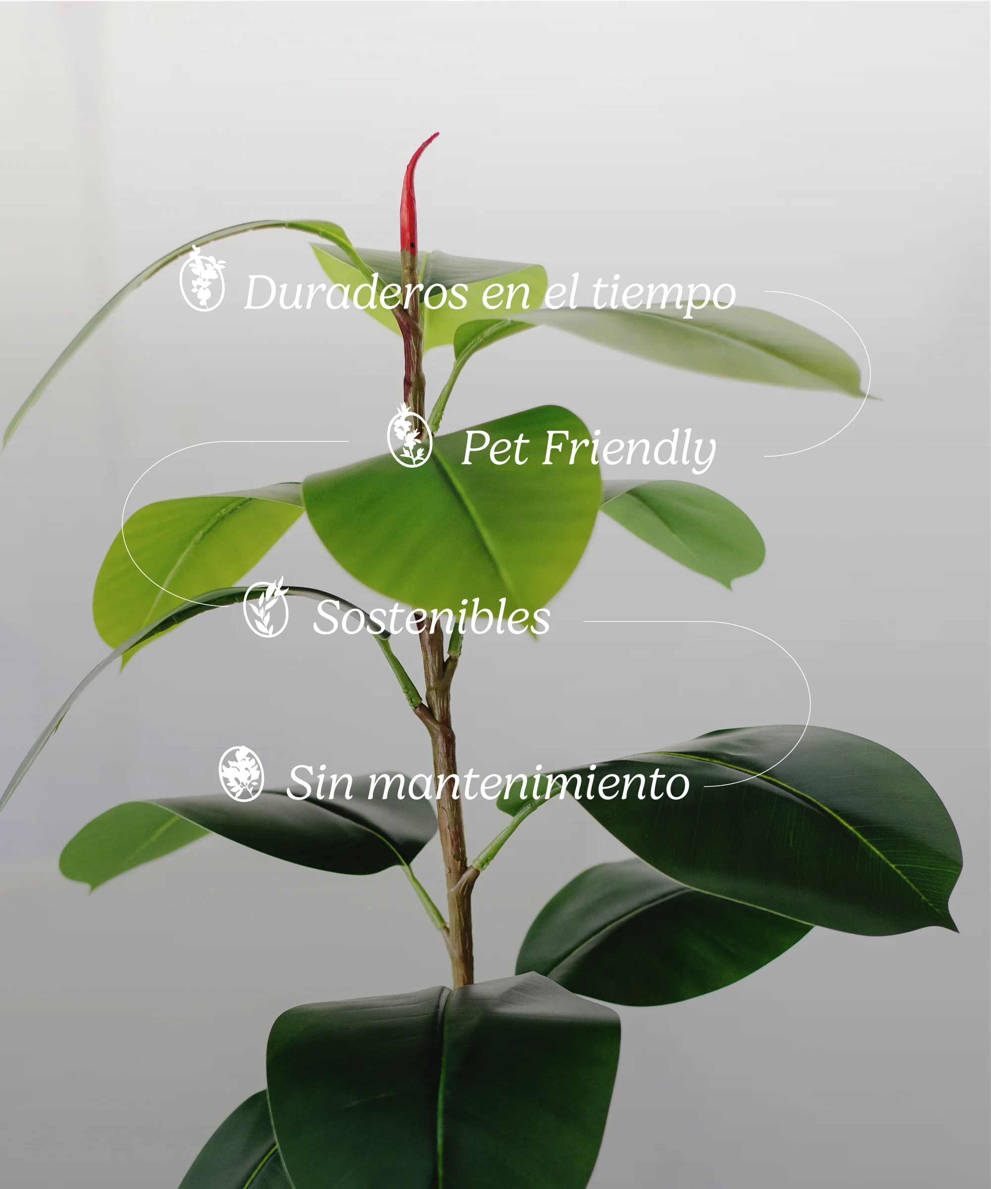 Ficus Elástica artificial - Image 8