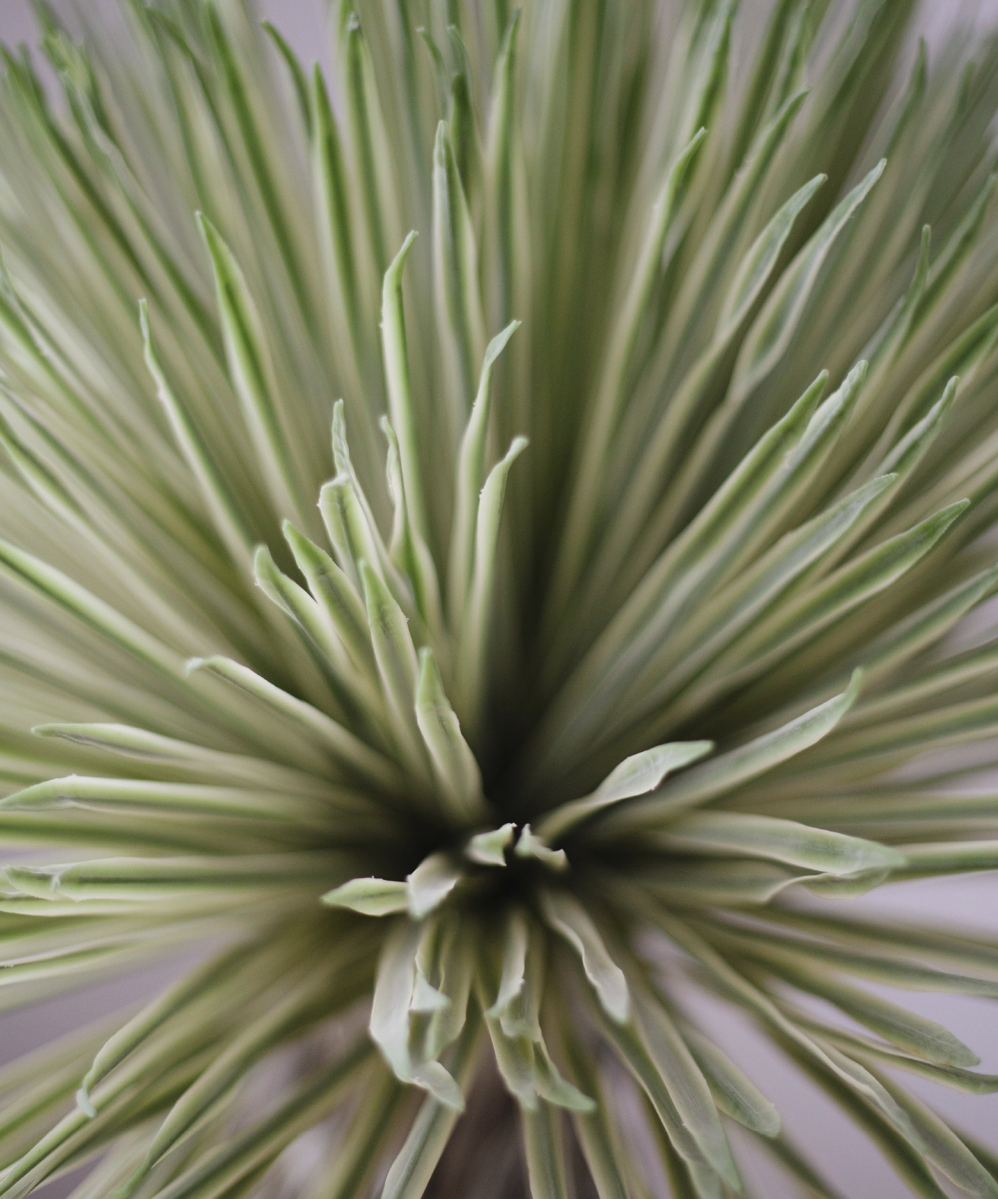 Nolina artificial - Image 6