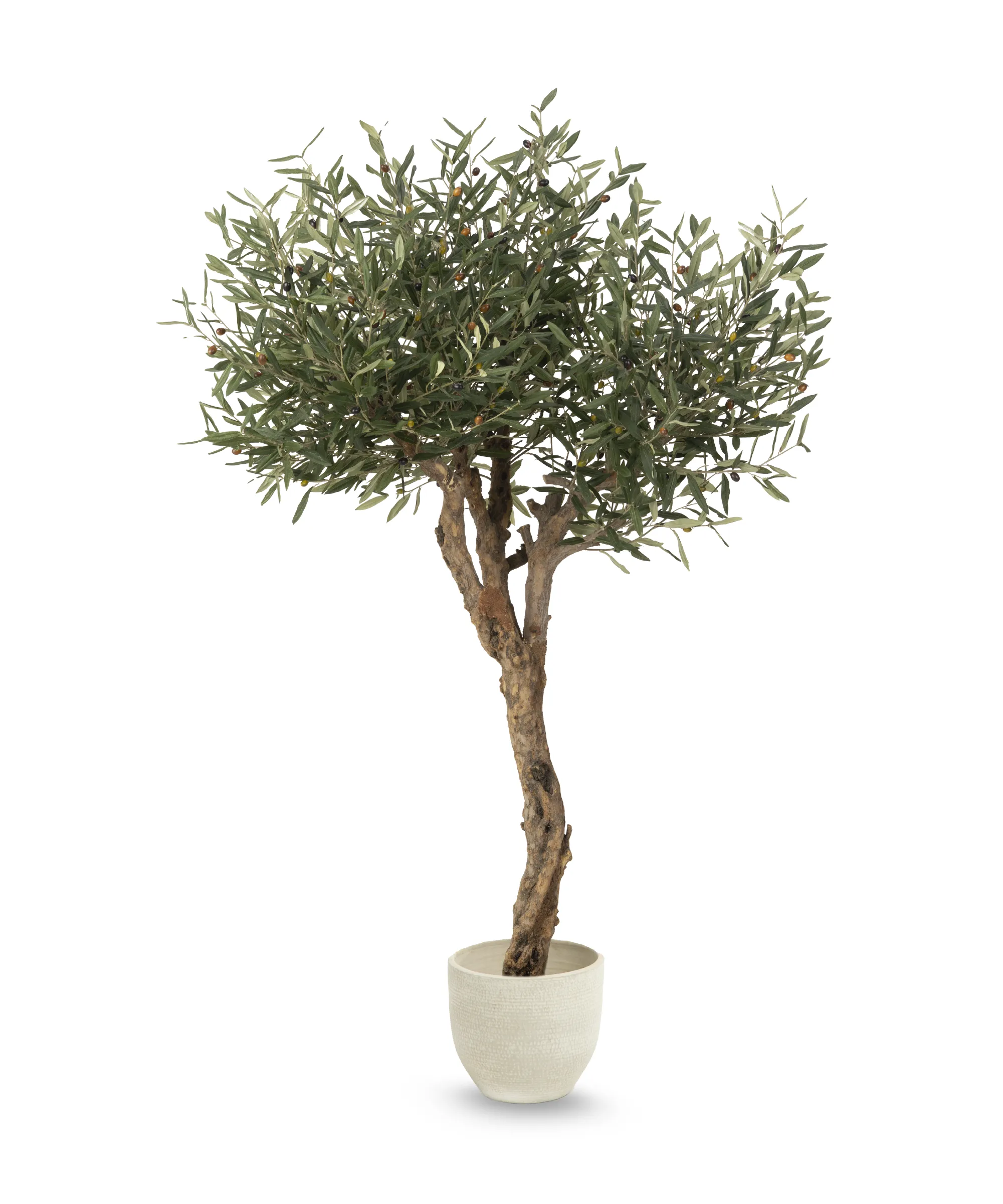 Olivo Artificial Centennial - Image 5