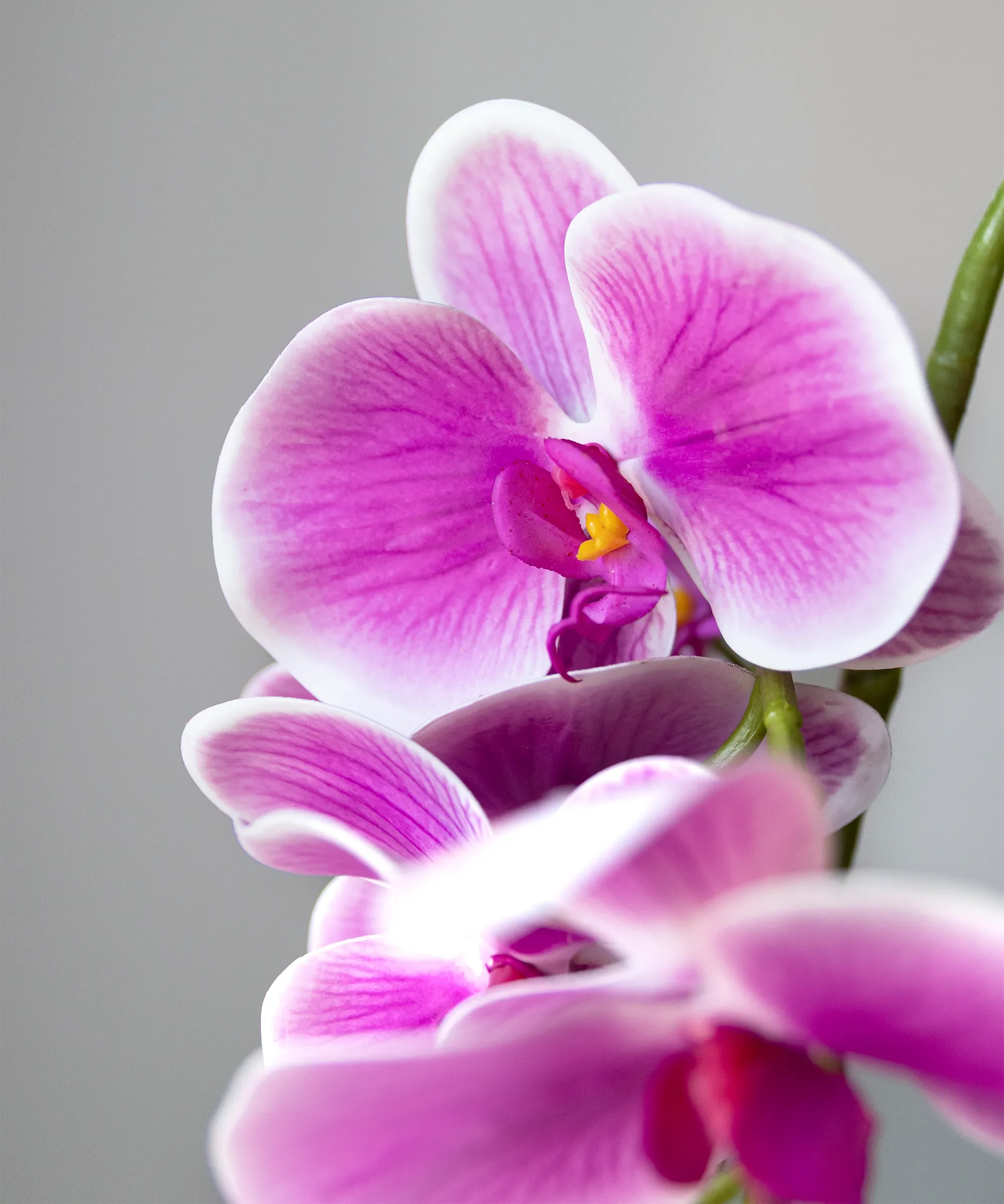 Orquídea artificial con Maceta de cerámica Lina - Image 7