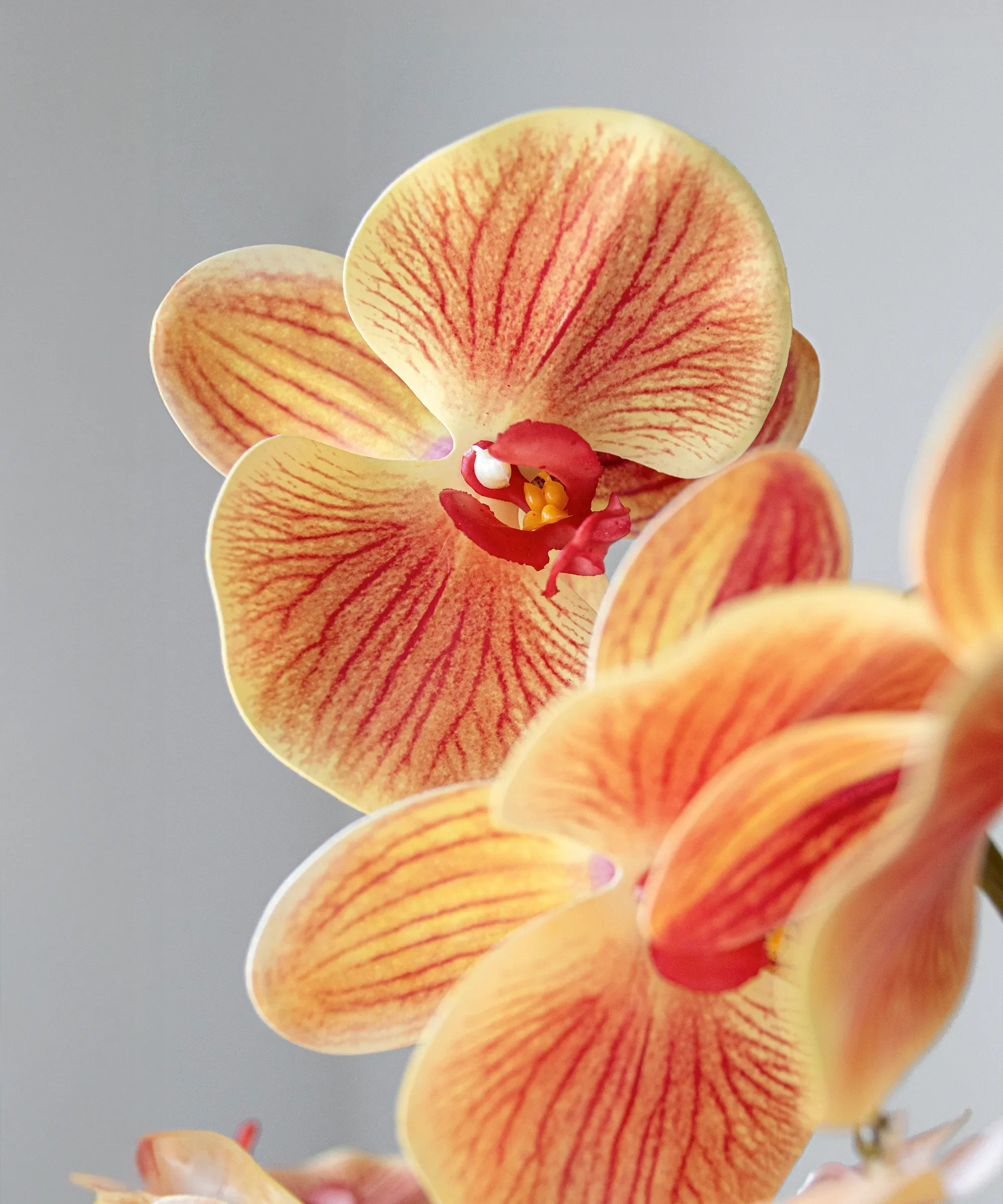 Orquídea artificial con Maceta de cerámica Royal - Image 7
