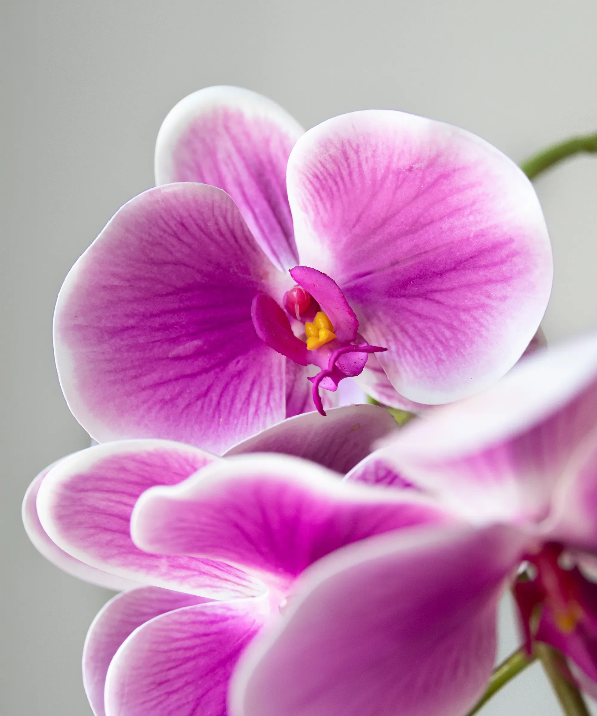 Orquídea artificial con Maceta de cerámica Soft - Image 8