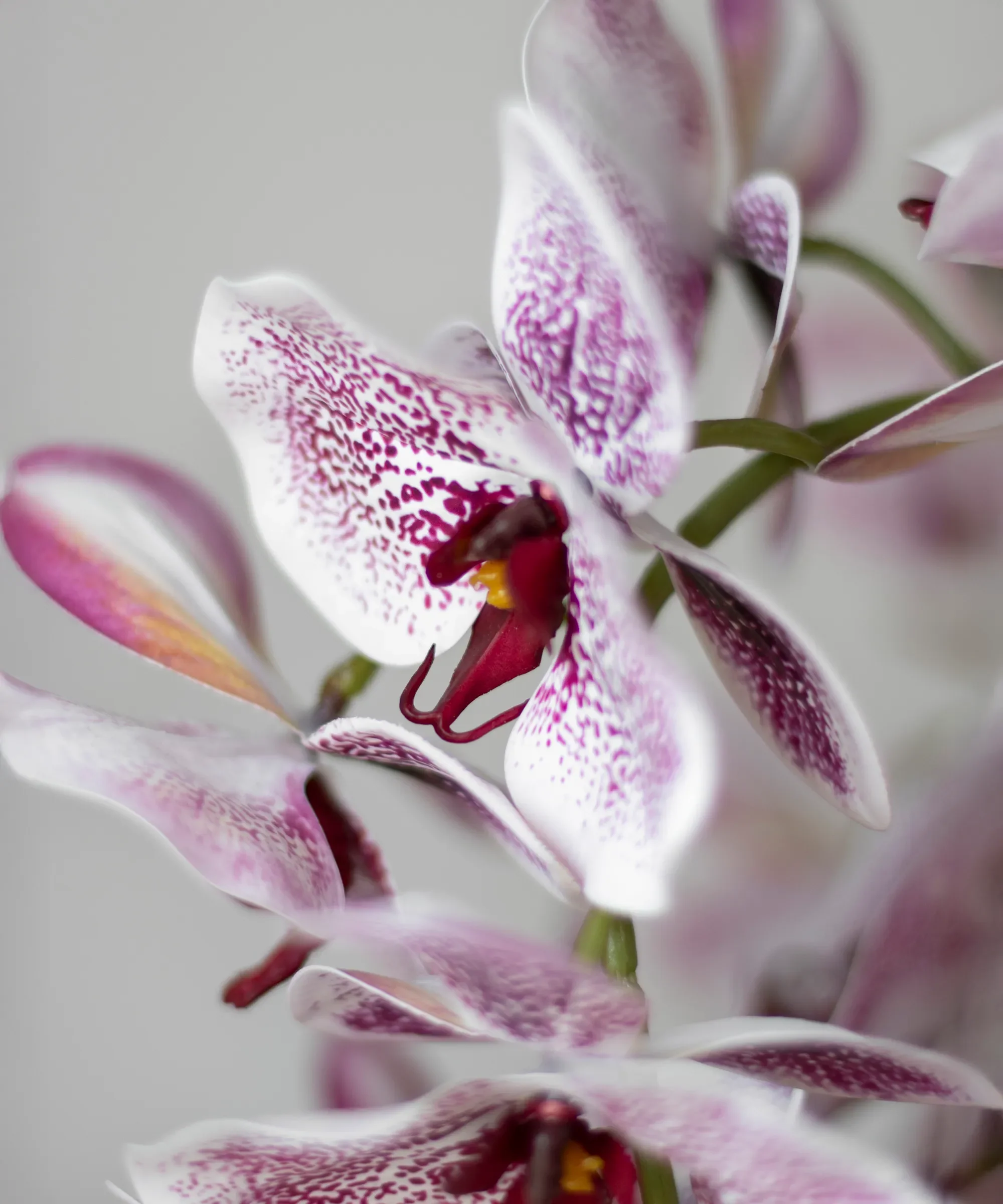 Orquídea artificial con Maceta de cerámica Soft - Image 11