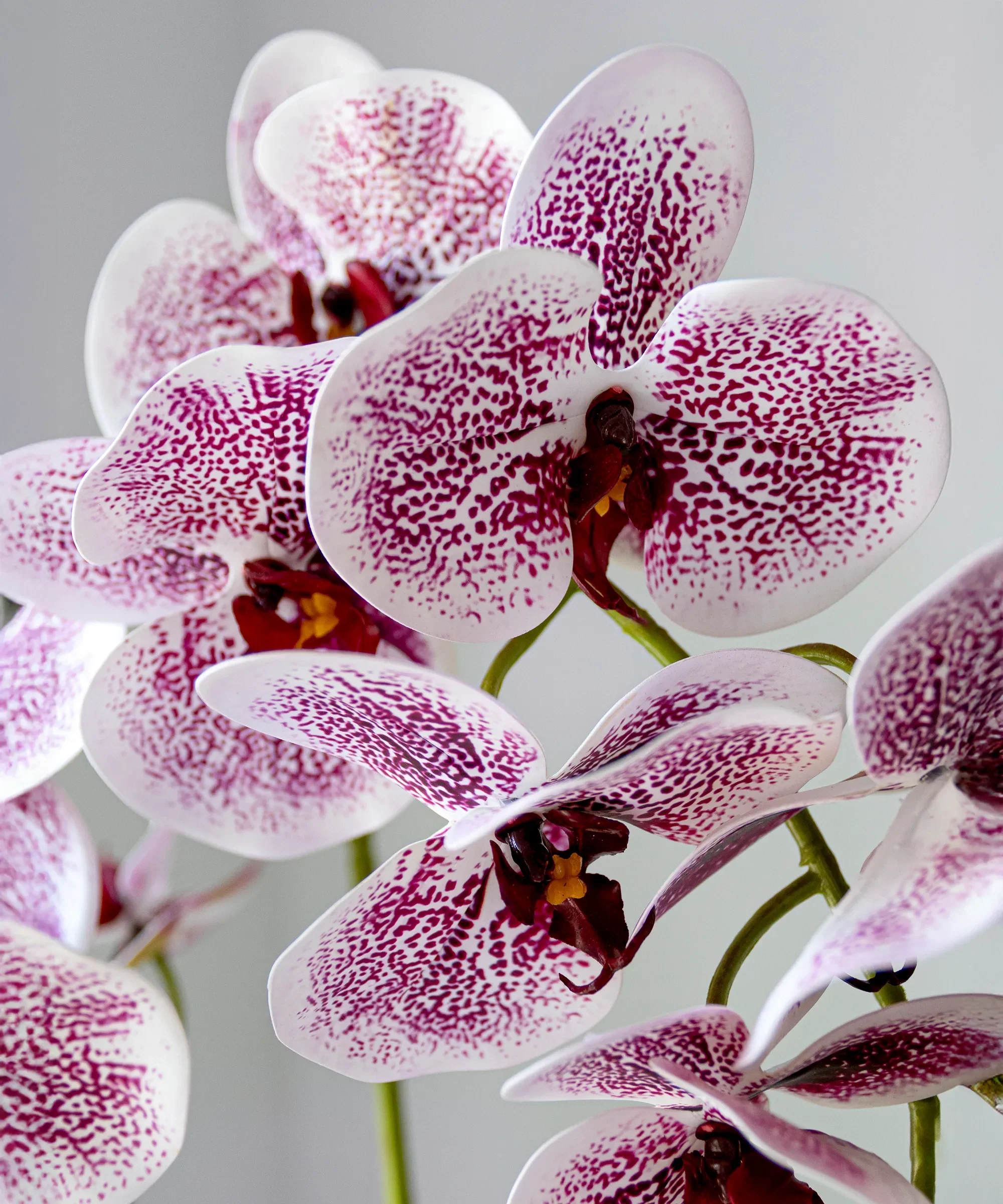 Orquídea artificial con Maceta de cerámica Soft - Image 5