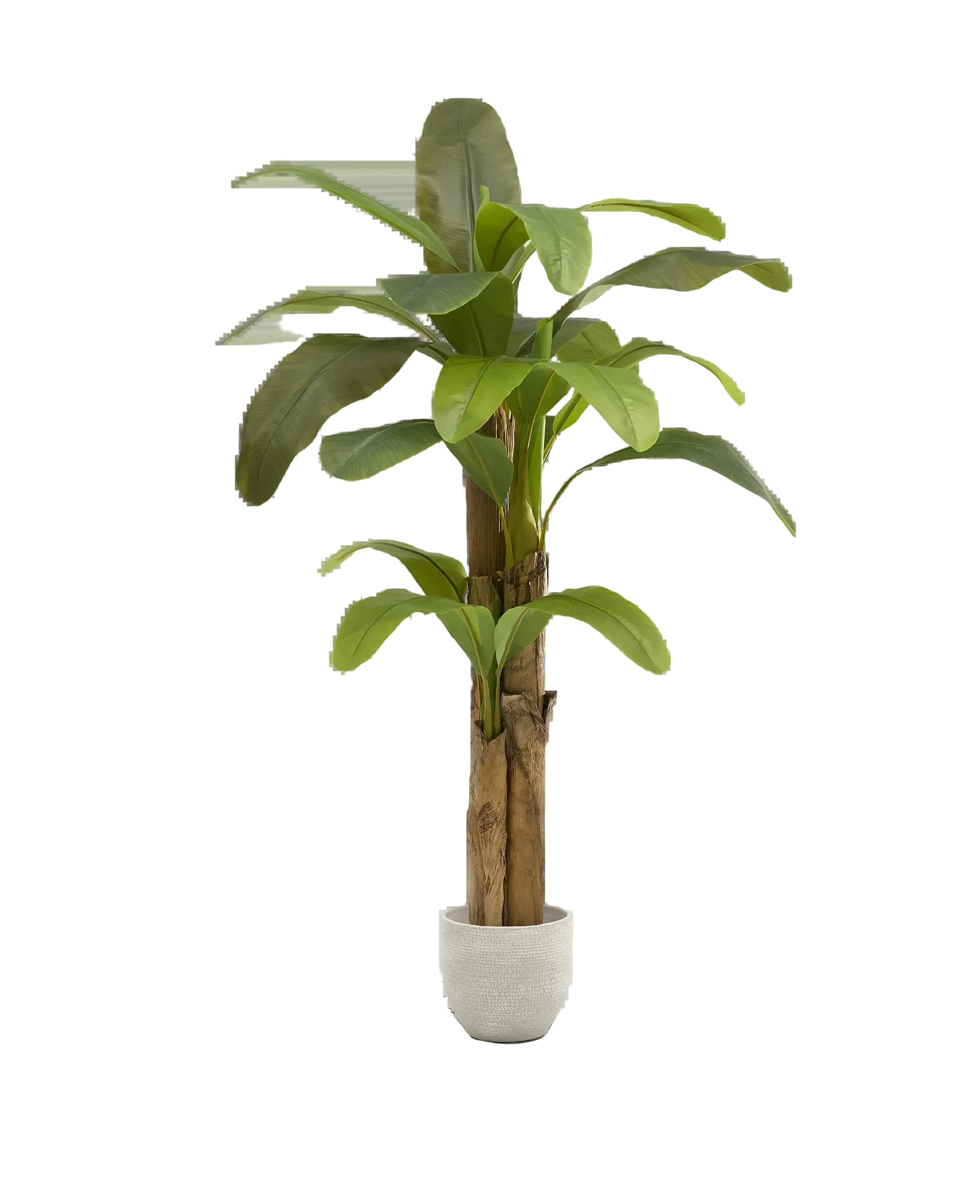 Platanera Artificial - Image 10