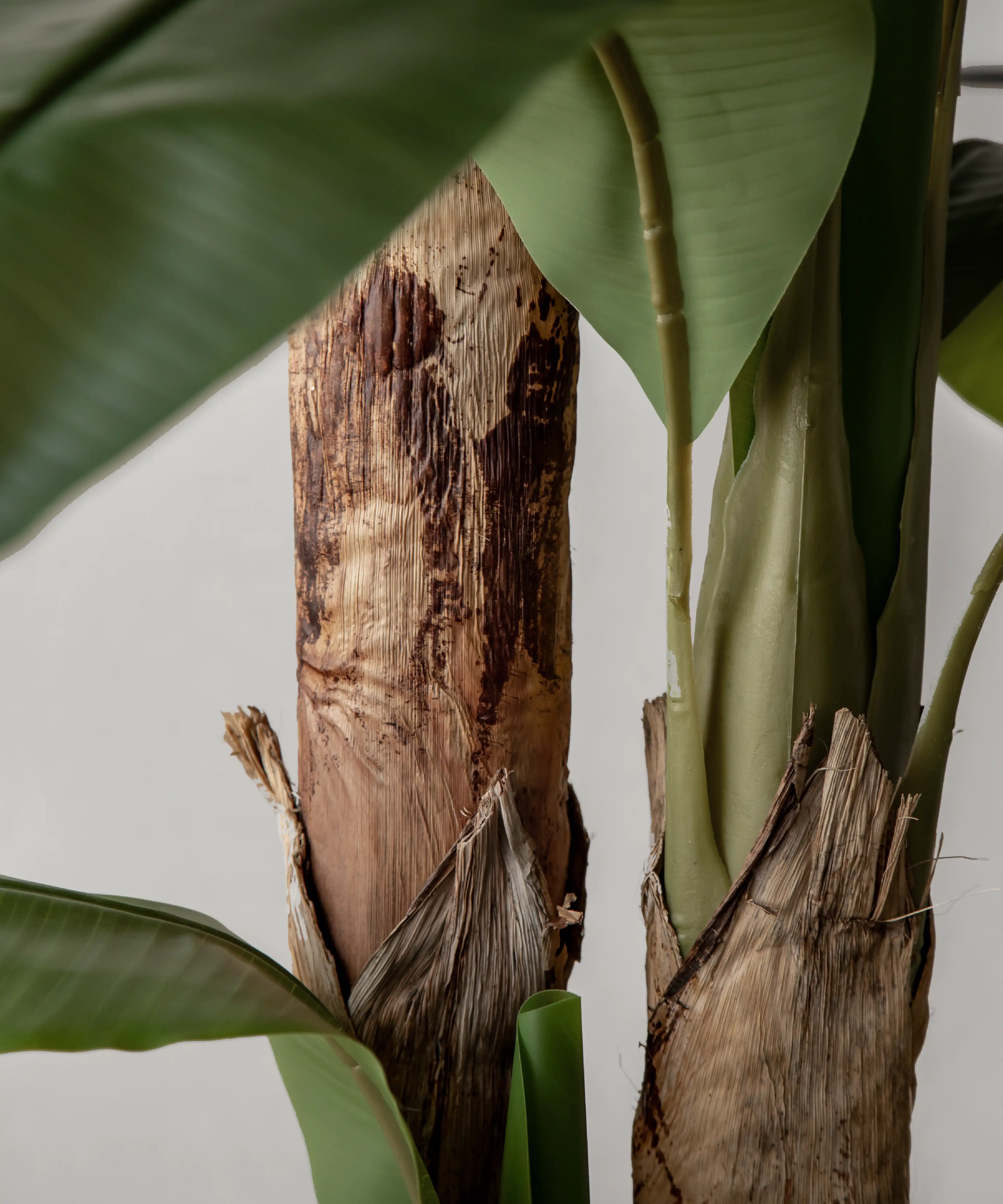 Platanera Artificial - Image 11