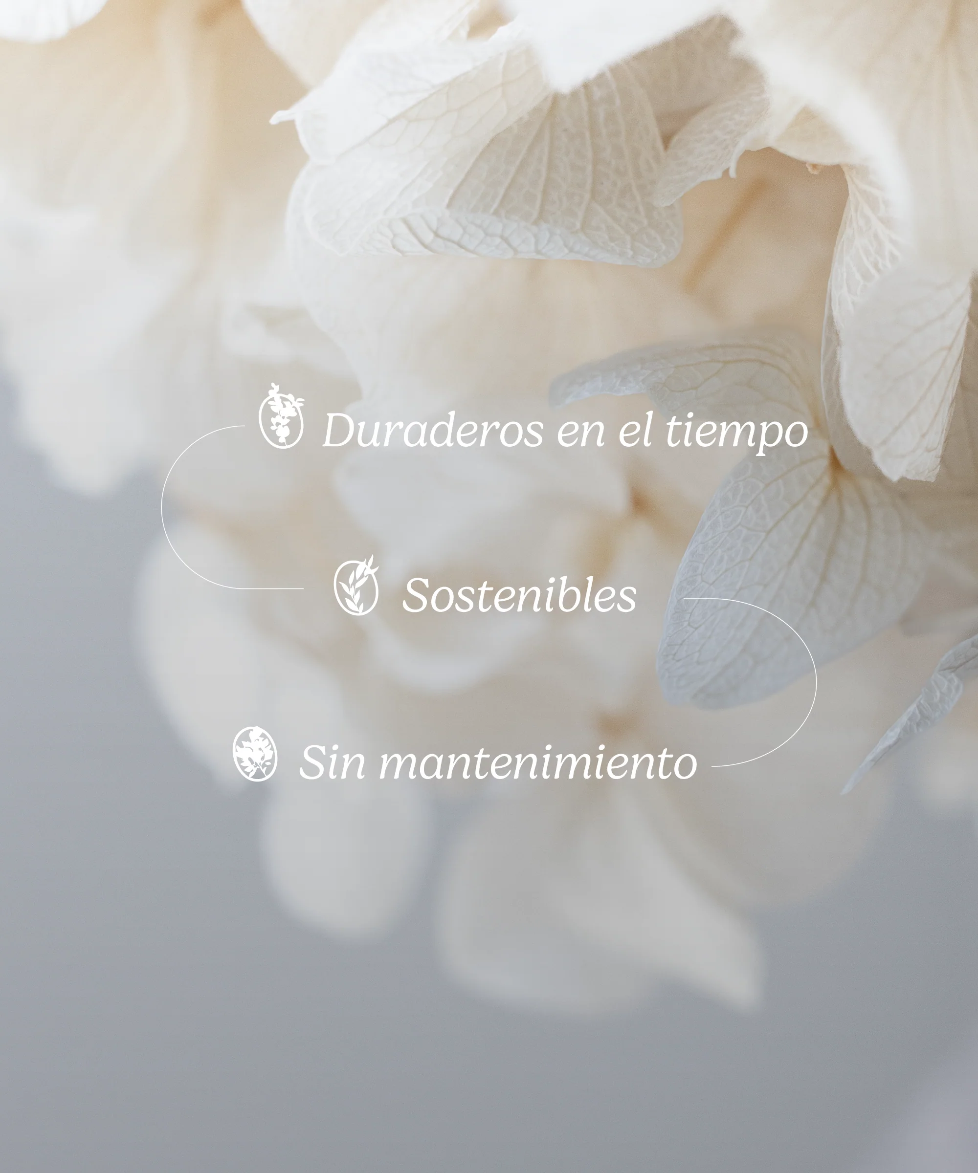 Ramo de Hortensias Preservadas - Image 10