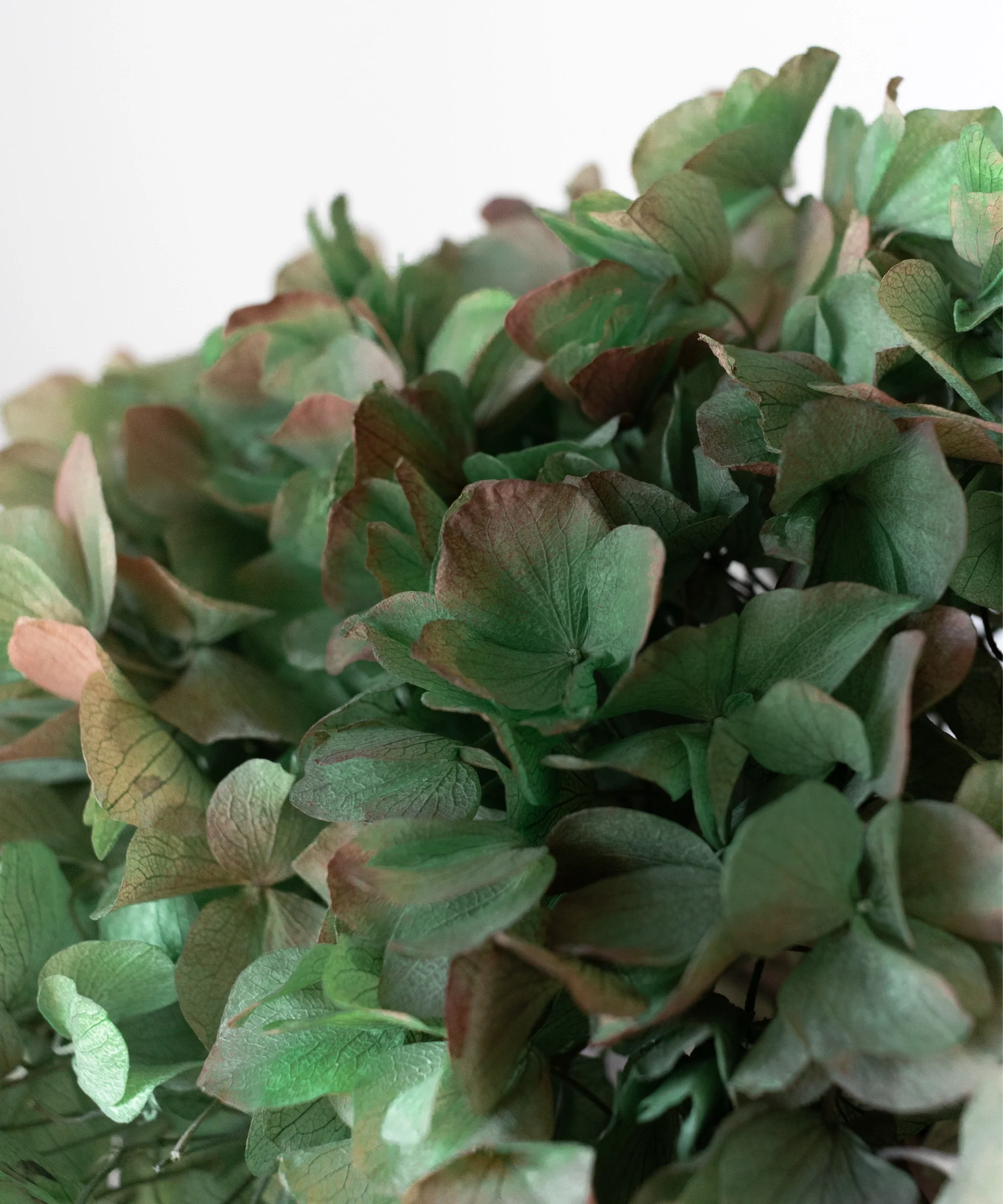 Ramo de Hortensias Preservadas - Image 19