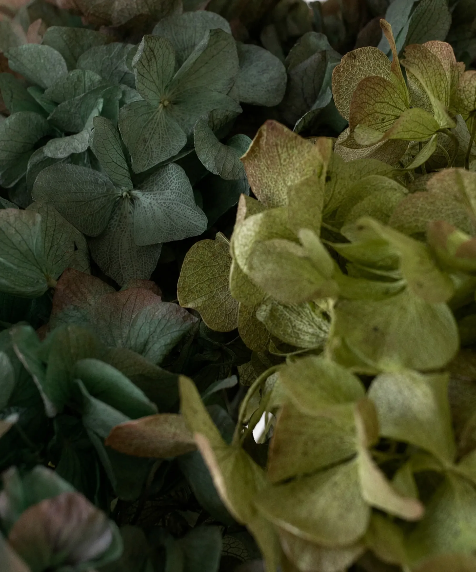 Ramo de Hortensias Preservadas - Image 21