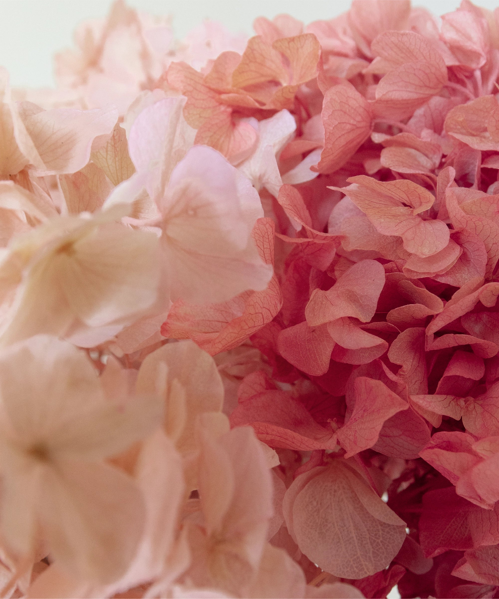 Ramo de Hortensias Preservadas - Image 22
