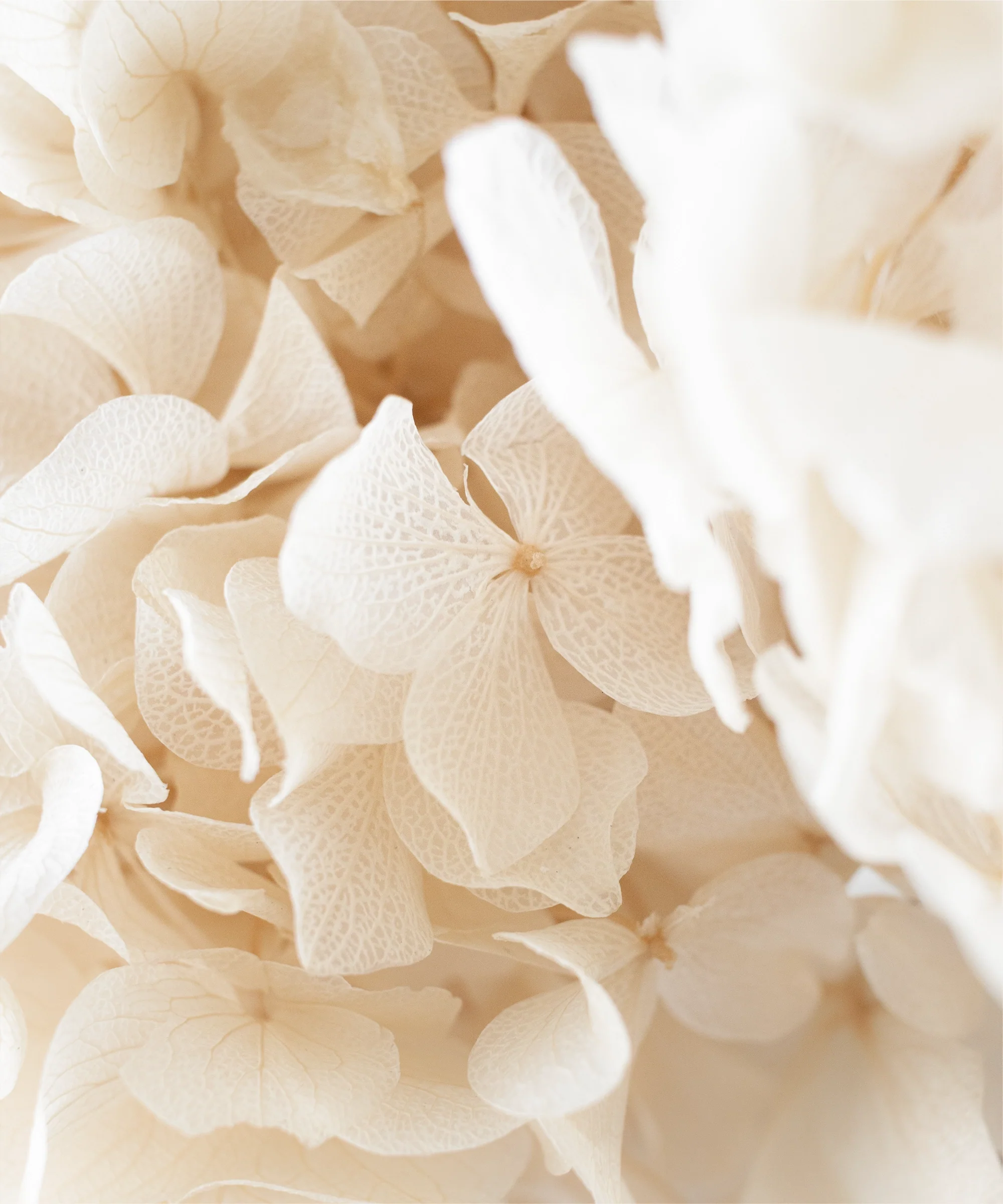 Ramo de Hortensias Preservadas - Image 25
