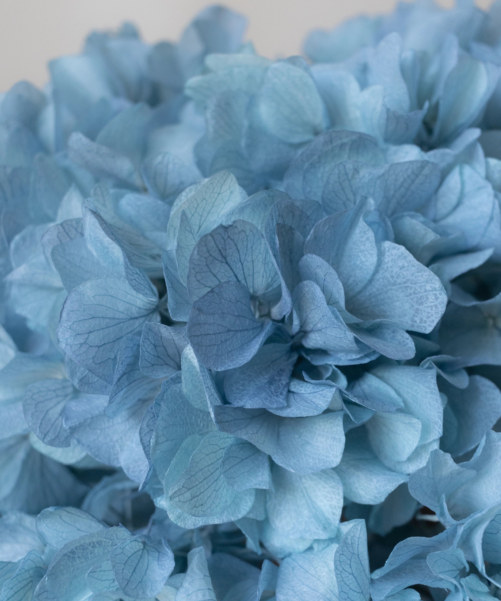 Ramo de Hortensias Preservadas - Image 26
